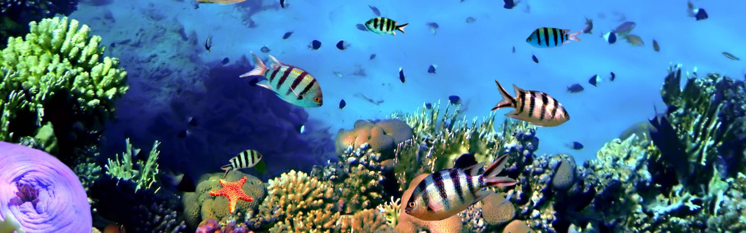 Happy World Oceans Day!