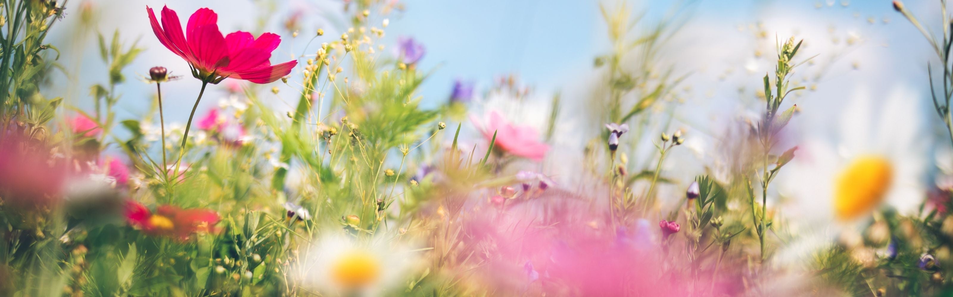 Welcome Spring, Welcome Sunshine ☀️