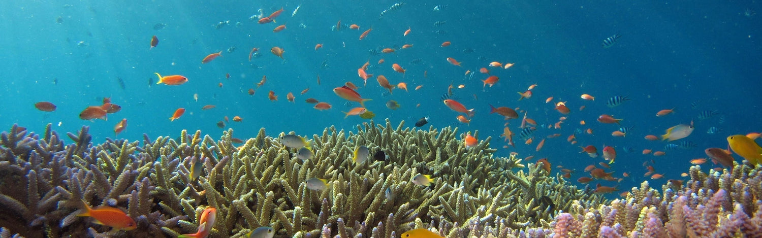 World Oceans Day: Small Swaps, Big Impact